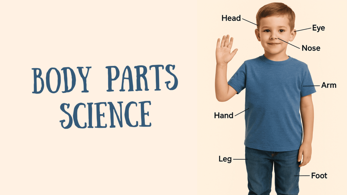 Body parts science ..
